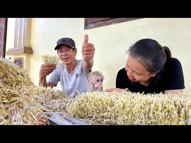 Baby monkey with Grandpa and Mom grows bean sprouts at home, quick to harvest and easy