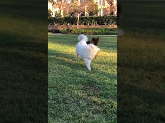 Rolly plays with his Samoyed friend again!