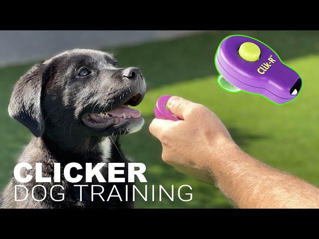 How to Train Your Dog with a CLICKER.