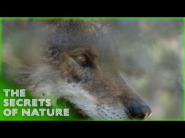 Discovering Animal Behaviour 3/3 - The Secrets of Nature