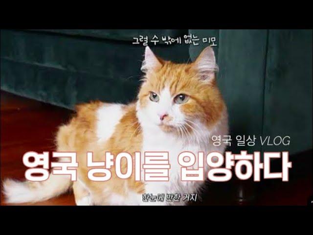 영국 직장인의 고양이 입양 브이로그 (feat 멍뭉이)