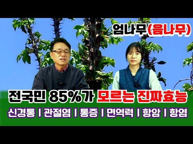 【약초대학TV】전국민85%가 모르는 음나무의 진짜효능