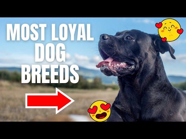 Top 10 Extreme Loyal Dog Breeds #dogs #dogbreeds #dogbreed #pets #doglover