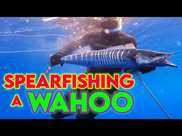 Spearfishing a WAHOO! Eating a raw fish heart