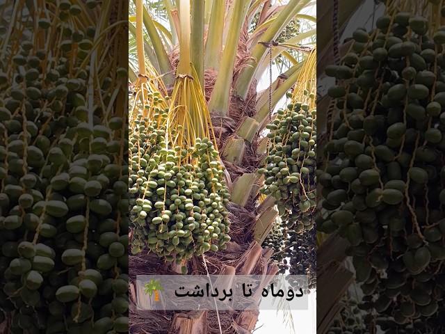 Palm tree pruning season has arrived  #nature #music #share #travel #song #garden #ai #share