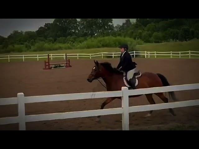 50 Days 50 up’s! Day 4/50! #equestrian #fypシ #hunterjumper @ReeceandTheo