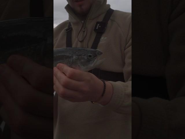 How to catch a HUGE Rainbow Trout #fyp #viral #trending #foryou #pov #fishing #camping #nature