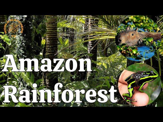 Exploring the Majesty of the Amazon: A Journey Through Earth's Lungs