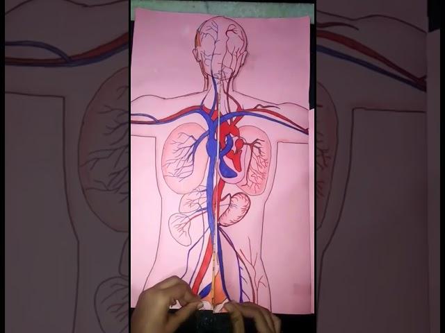 science project for Bio student Human body system best human body ever