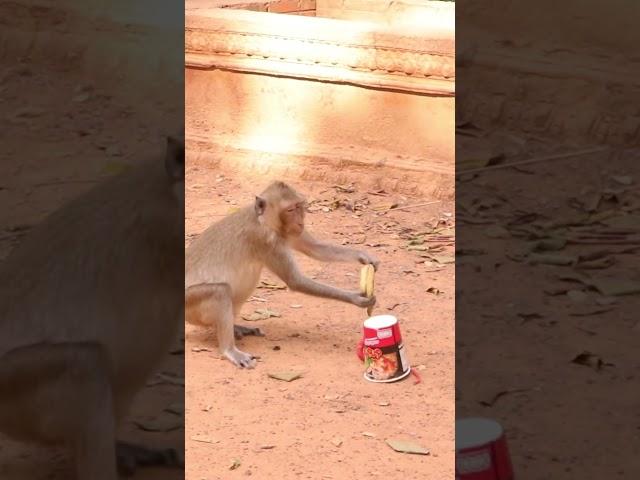 Monkey video  Prank monkey #funny #monkey #monkeyvideo #animals #funnyanimal