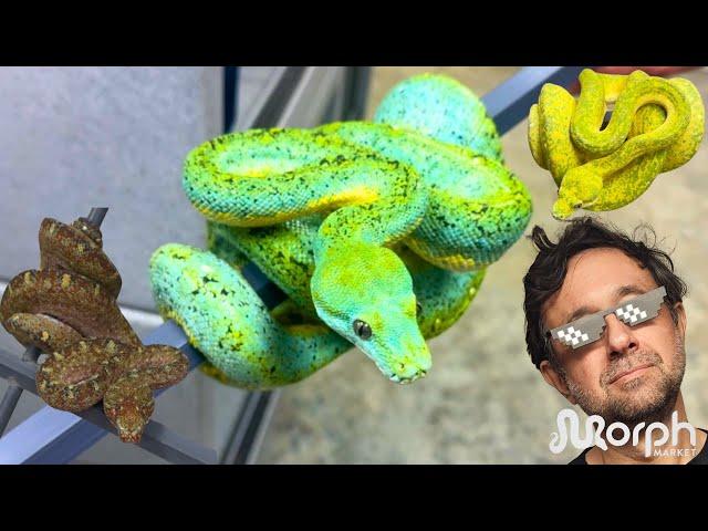 Buying The Right Designer Green Tree Python & MORE With Marcial Mendez | MorphMarket