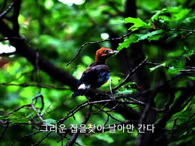 김정호 - 작은새.wmv