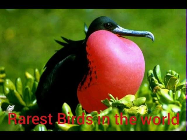 Rarest Birds in the world ### info awa an informational channel #get knowledge