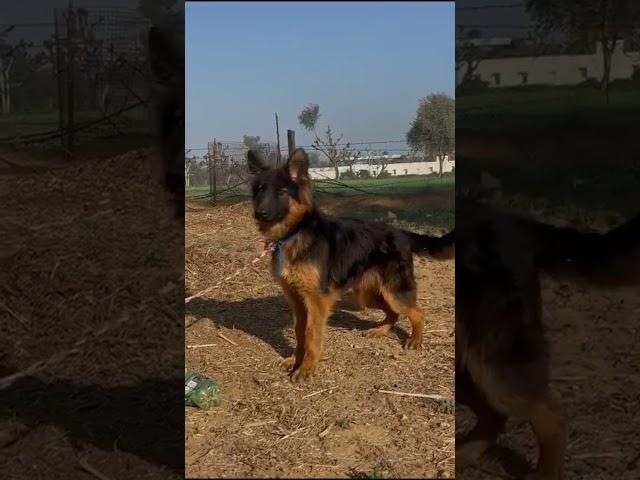 Top show extraordinary quality German shepherd male puppy #shorts #short #viralvideo