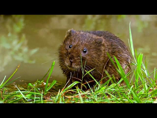 The Fascinating Waterworlds of Wild Great Britain | Our World