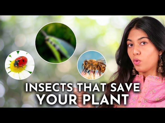 Attract These 5 Insects for a Thriving Garden!