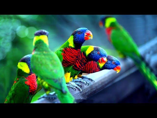 চমৎকার ১০টি পাখি | Top 10 Most Colorful Birds Part-1 | Stunningly Beautiful Birds | Exotic Birds