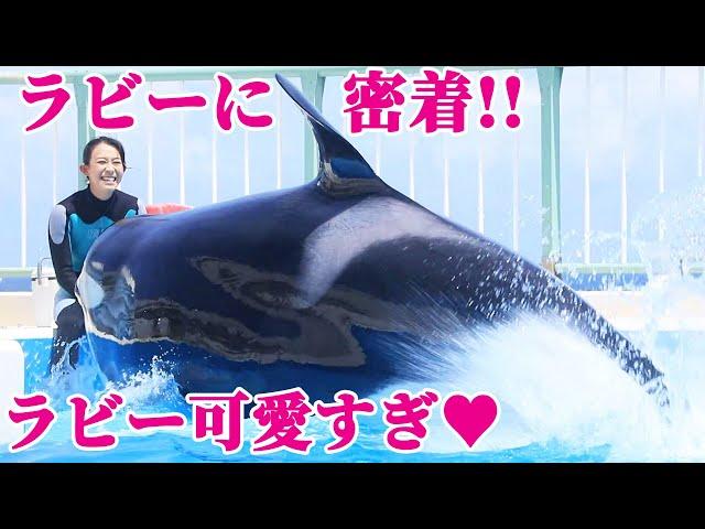 シャチショー後のラビーに密着!! 鴨川シーワールド シャチ KamogawaSeaWorld  orca killerwhale