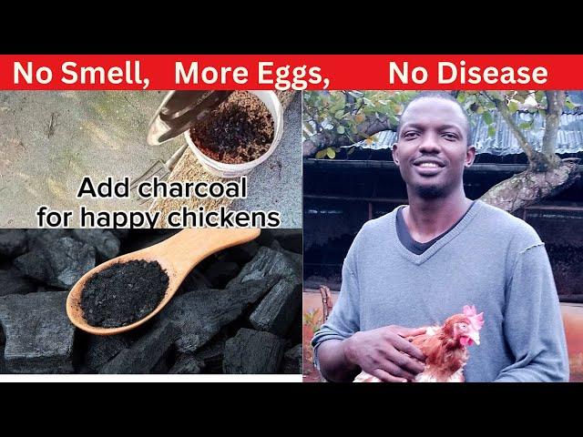 Benefits Of Charcoal For Chicken: How Much To Add And Preparation...