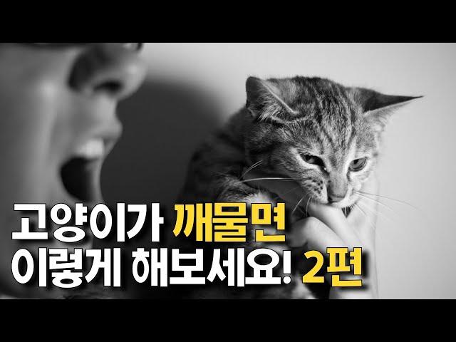 손 무는 고양이 버릇 고치기 part2