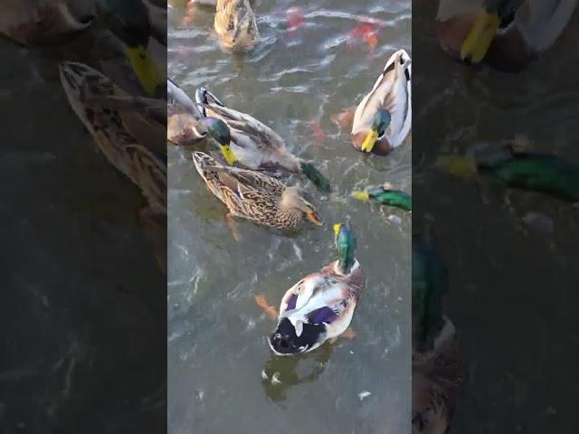 On my morning walk I learned that a ducks beak was injured and she can only eat her food in water