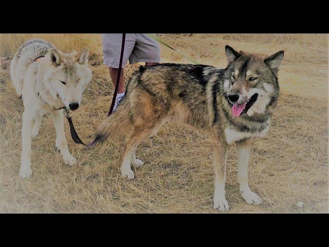 Getting Wolfdogs Through a Heatwave This is What We did