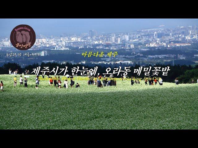 아름다운 제주  -제주시가 한눈에, 오라동 메밀꽃밭/A Buckwheat Flower Garden in Ora-dong overlooking Jeju City-