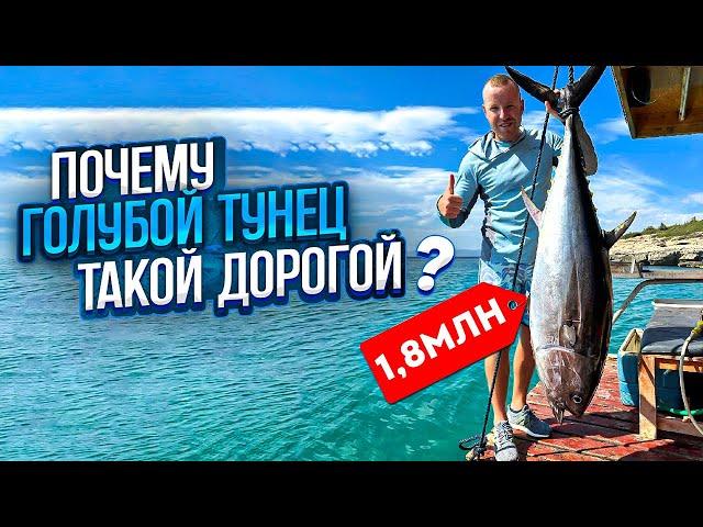 Почему Голубой Тунец Такой дорогой ?