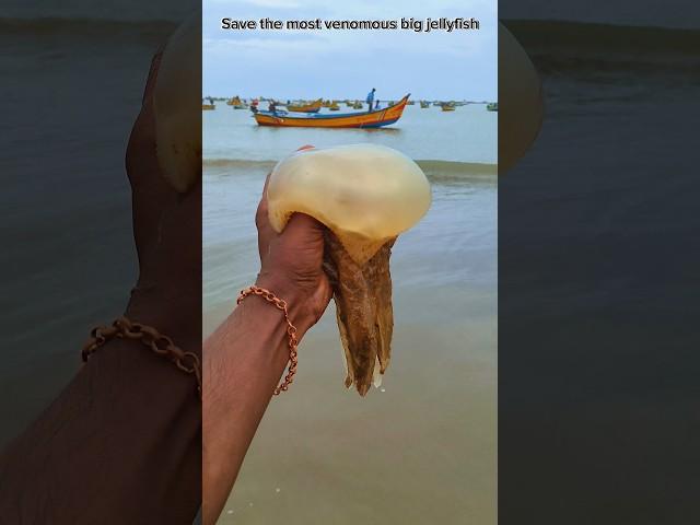 saved most venomous big jellyfish|| #shorts #jellyfish #sea #trendingshorts #Dhana51seavlogs