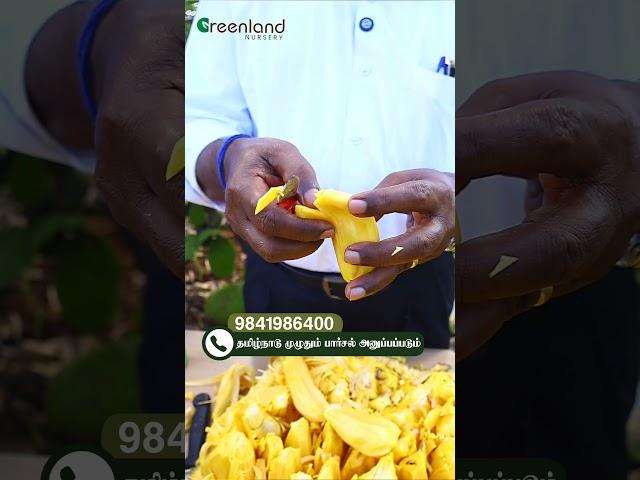 திண்டுக்கல் பலாப்பழம்  வெறும் 1 பீஸ் 150g? | விவசாயிக்கு Jackpot!  |  Taste & Trade Winner 