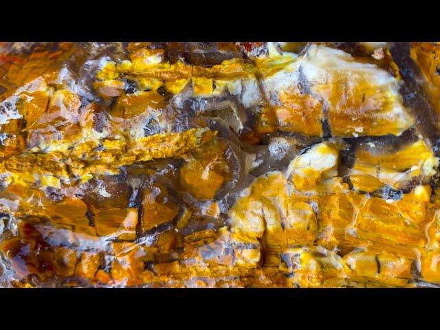 Hunting Beautiful Agatized / Opalized Petrified Wood in Parker, Colorado