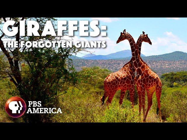 Giraffes: The Forgotten Giants (2014) | Full Documentary