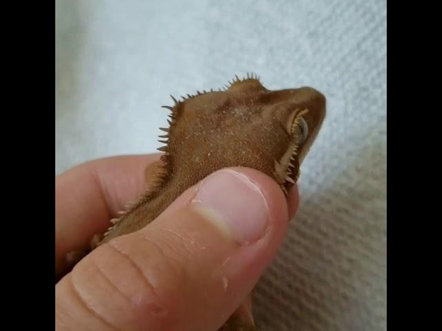 Crested gecko noises