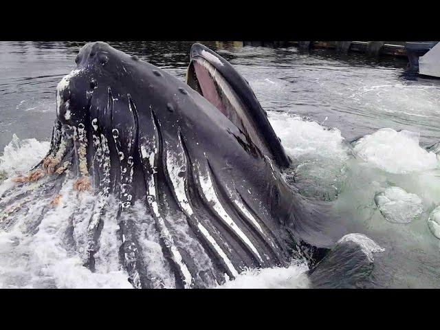 Humpback Whale Breaches Surface By Docks