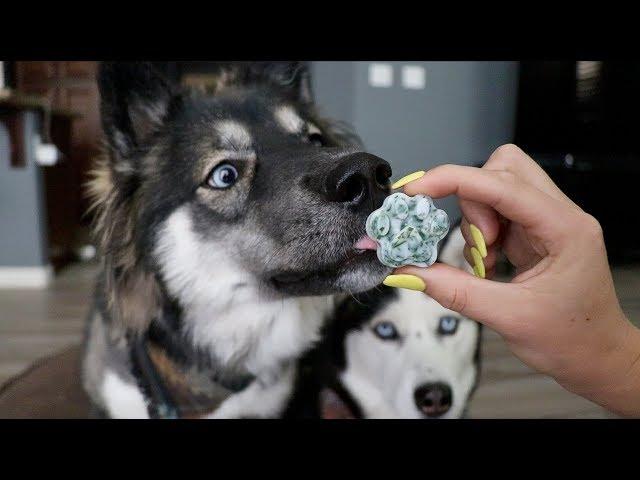 3 DIY Hacks To Clean Your Dogs Teeth!