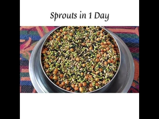 Diy | Sprout Pulses/Lentils | Sprout Process at Home in 1 day | Grow Sprouts - 24 Hours