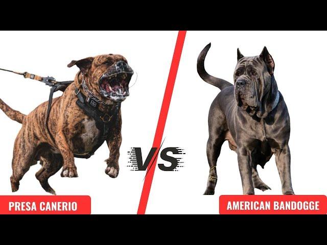 DOG KILLERS? - PRESA CANERIO Vs AMERICAN BANDOGGE