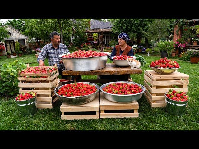  From Field to Oven: Picking, Drying, and Baking Strawberries