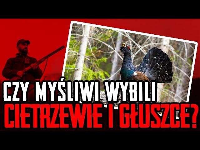 Czy myśliwi wybili cietrzewie i głuszce?