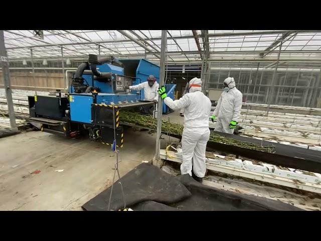 Shredding hydroponic greenhouse crop