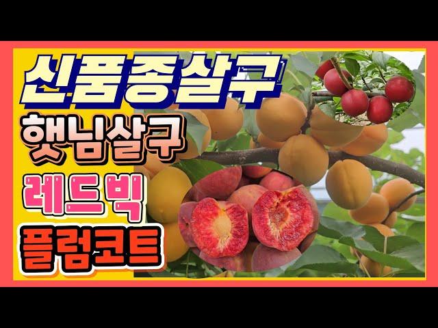 신품종살구 수확후 평가 플럼코트