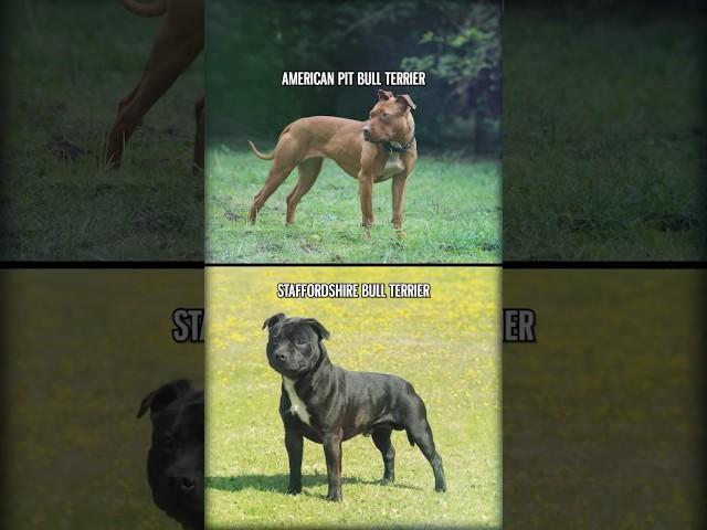 American Pit Bull Terrier vs. Staffordshire Bull Terrier #shorts