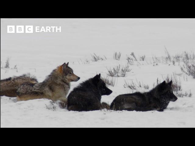 The Wildlife of Yellowstone | BBC Earth