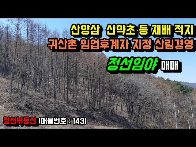 산양삼 산약초 재배 적지 귀산촌 임업후계자 지정받아 산림경영 정선임야 매매