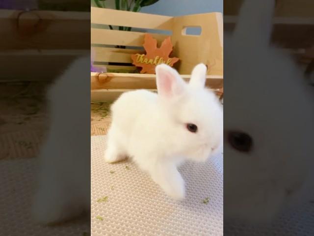 Poor Bunny - Don't leave , I Wanna Stay with You - Episode 1 #cutebunny #funnyvideo  #lovely bunny