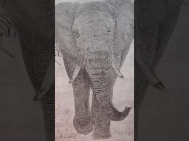 elephant portrait drawing video...cute  animal portrait drawing video...