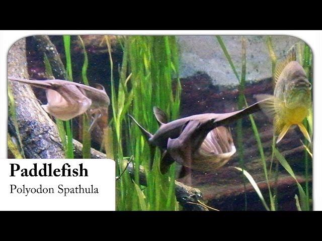 [HD] Paddlefish / Löffelstör - Polyodon Spathula