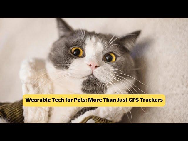 Wearable Tech for Pets: More Than Just GPS Trackers