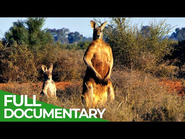 Wildlife | Episode 3: Kangaroos - Kings of the Outback | Free Documentary Nature