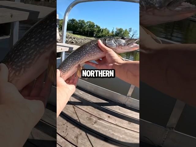 Choosing One Lure From My Favorite Fishing Store Part 3!  #fishing #bassfishing